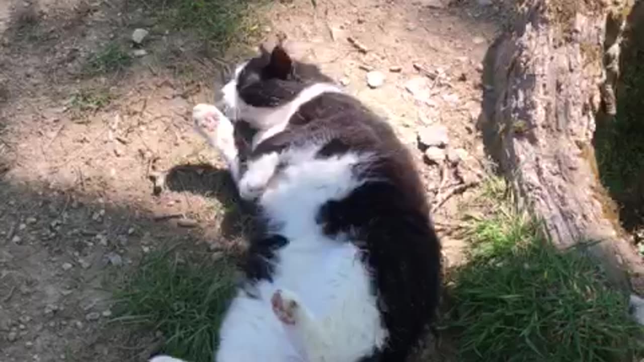 Dust Bath Cat!