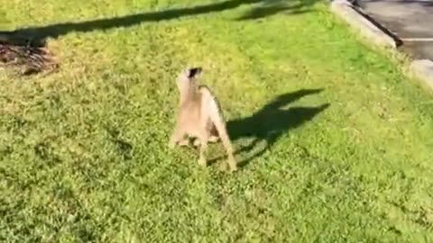 A deer with dwarfism.. 🦌🥹