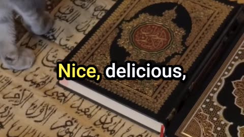 WILL A CAT WALK ON A QURAN TO PROVE ISLAM IS FALSE?