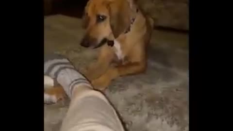 Best Of The Funny Animal Videos