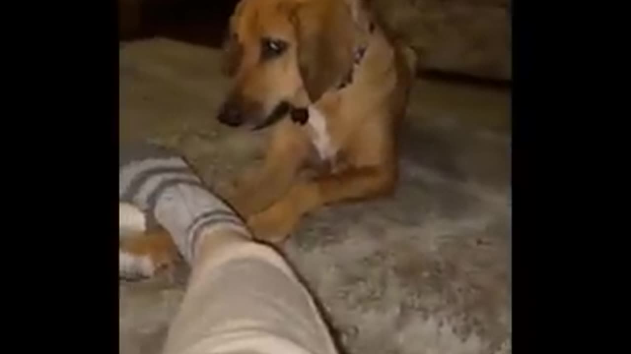 Best Of The Funny Animal Videos