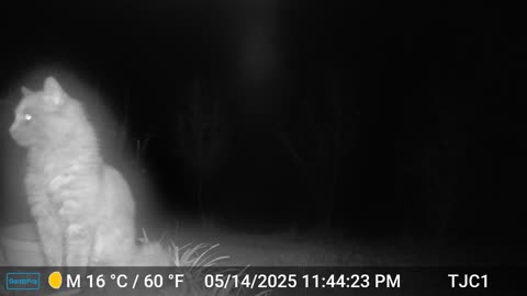 Ghost Cat