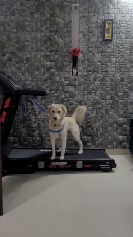 Treadmill Dog Easy