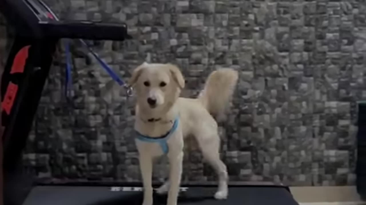 Treadmill Dog Easy