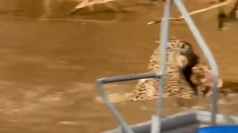 Jaguar hunts Gator