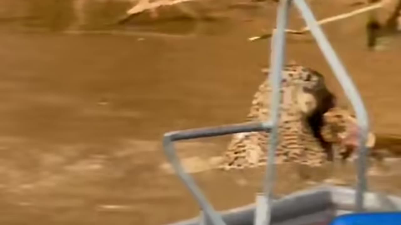 Jaguar hunts Gator