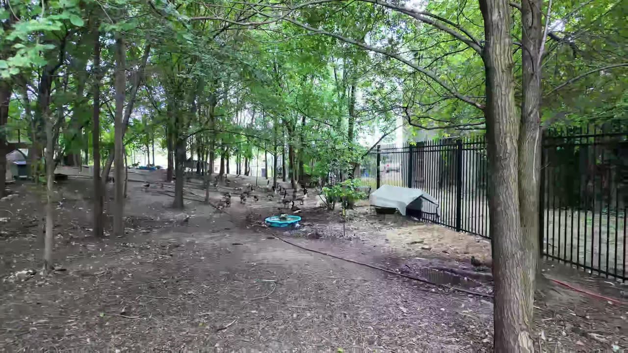 🗽 NYC Live 🔴 Walk (Chat on YouTube)