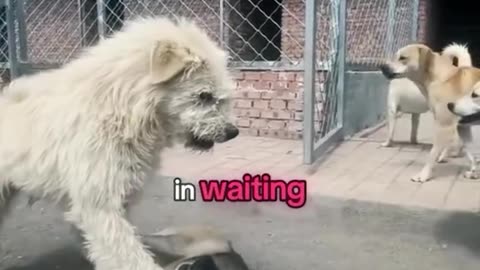King Charles on the dog kingdom