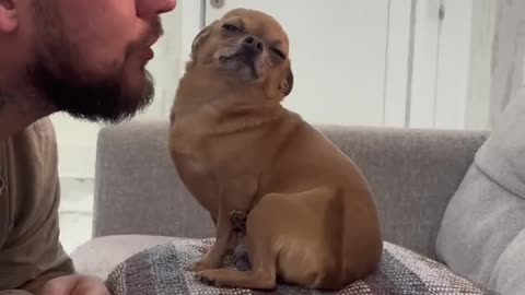 How your dog sees you