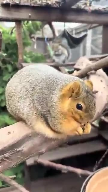 Chonky Squirrel Can’t Stop Snacking! 🐿️🤣