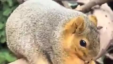 Chonky Squirrel Can’t Stop Snacking! 🐿️🤣