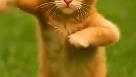 Incredible: Cat dance going viral #cat #cute #funny #cutecat #viral