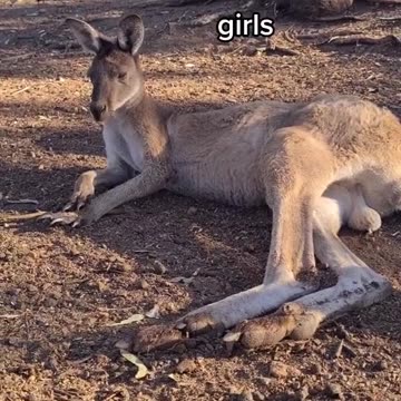 Kangaroo diaries only in Australia 🇦🇺