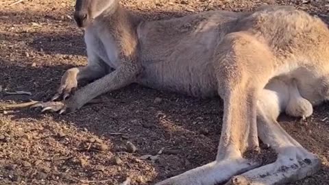 Kangaroo diaries only in Australia 🇦🇺