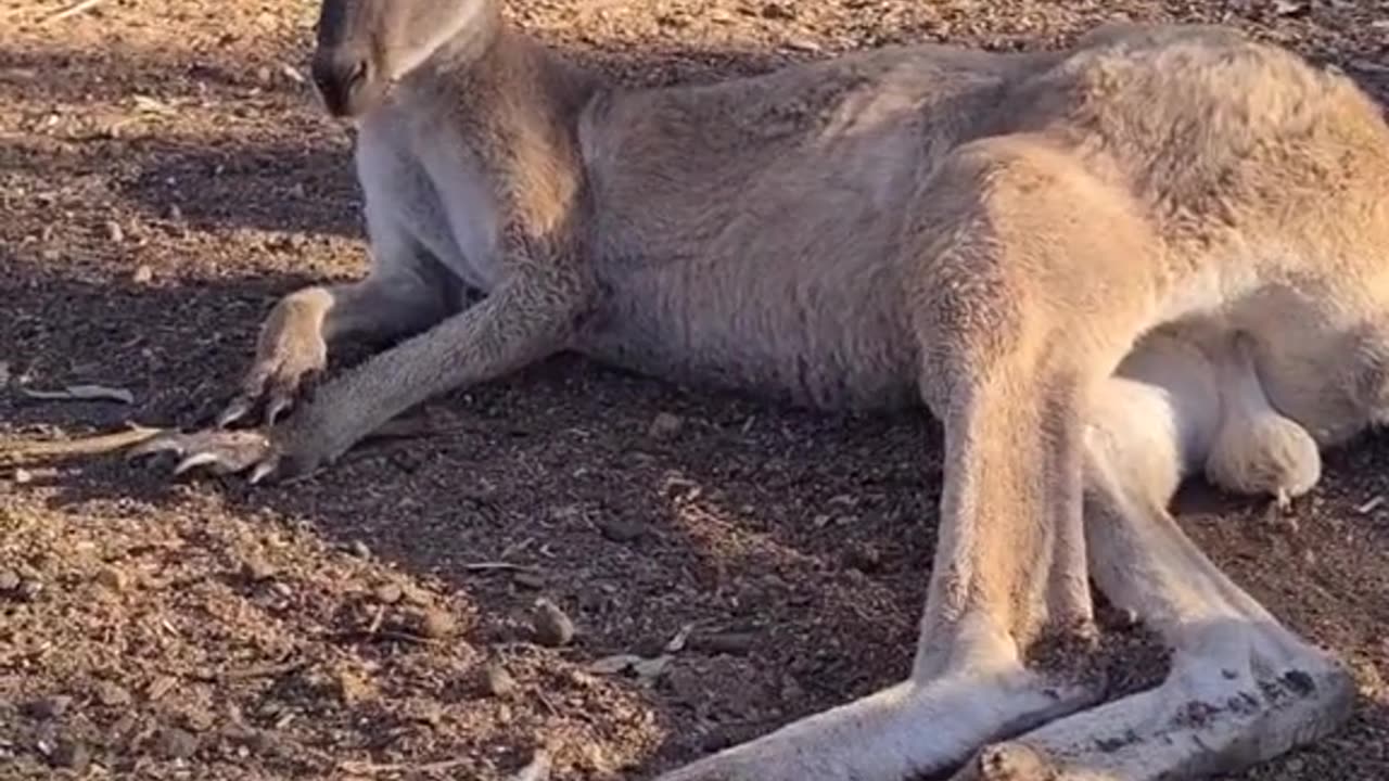 Kangaroo diaries only in Australia 🇦🇺