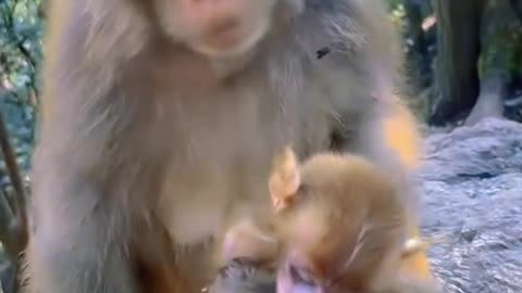 What happened to the monkey babies ? | Monkey 🐒