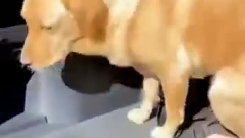 Cats Naughty
