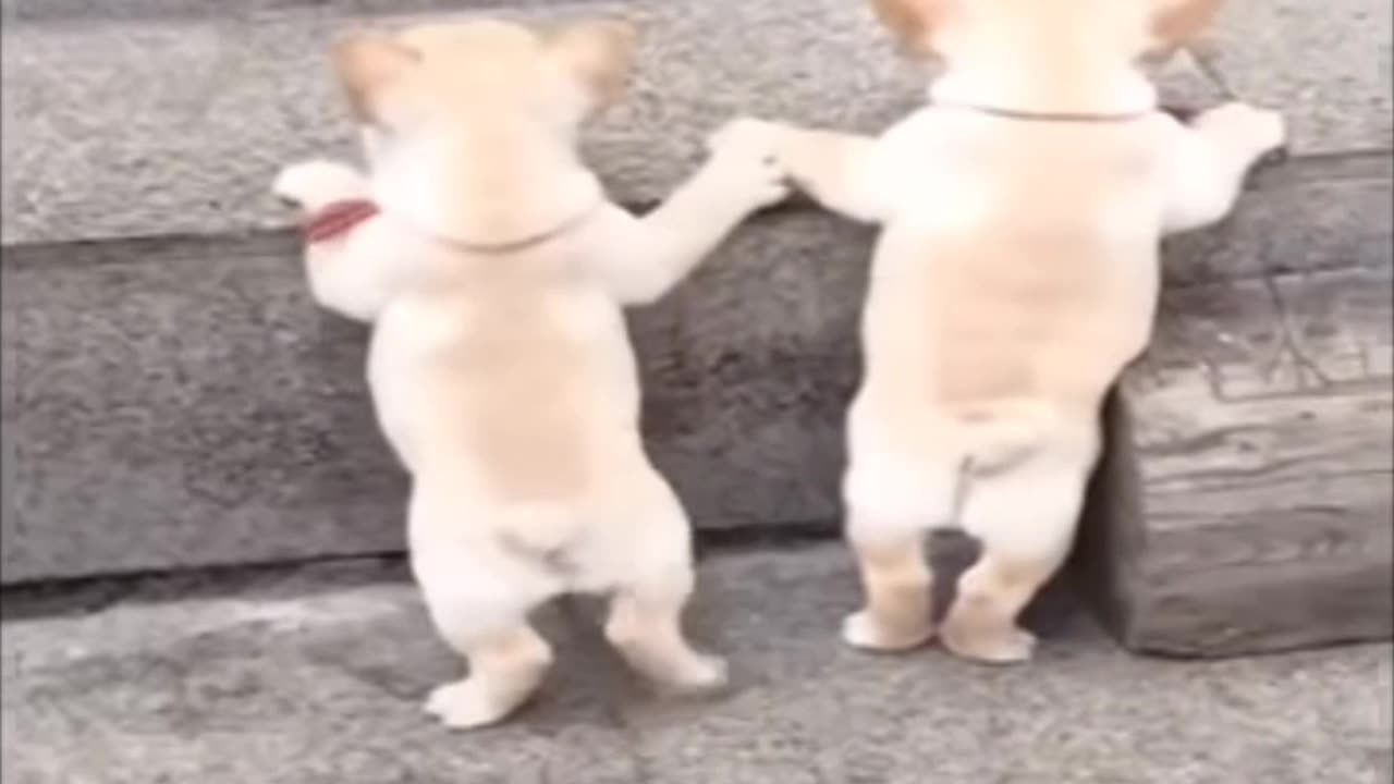 Cyut puppys nice funny moments video