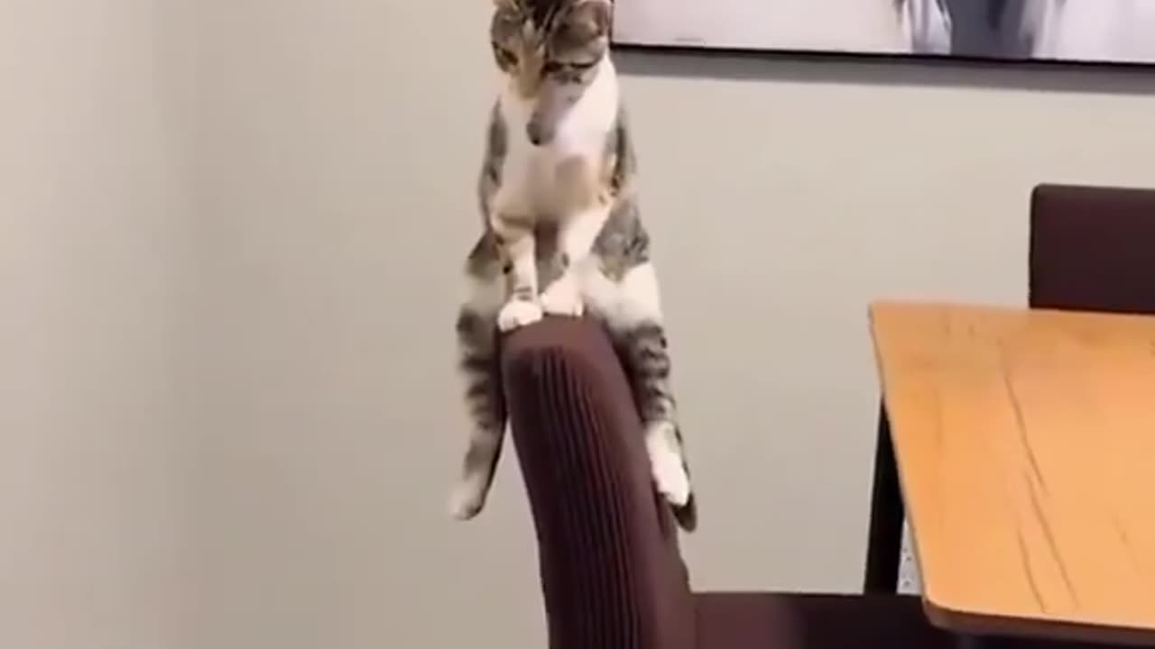 Maybe kittens have their own problems😊