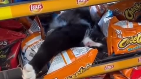 cats sleep anywhere
