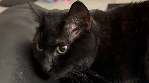 Cute Precious Piper is an Attentive Lap Cat - Adopting a Cat from a Shelter Vlog