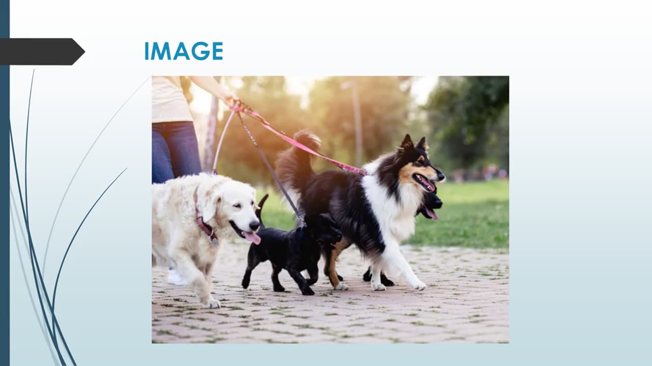 Best Dog Walker in Menangle Park