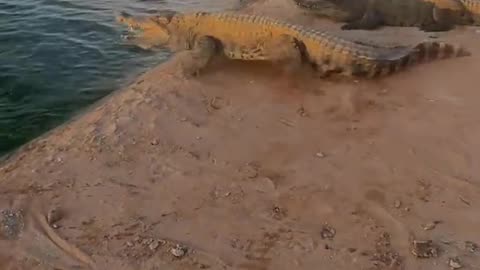Crocodiles are afraid of shovels.