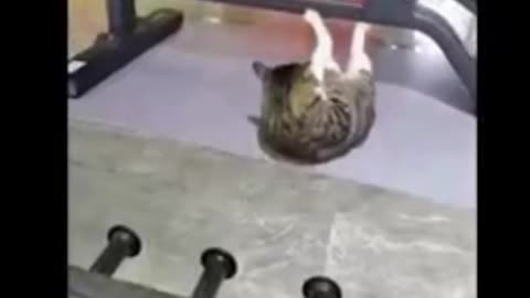 Cat and Dog funny video
