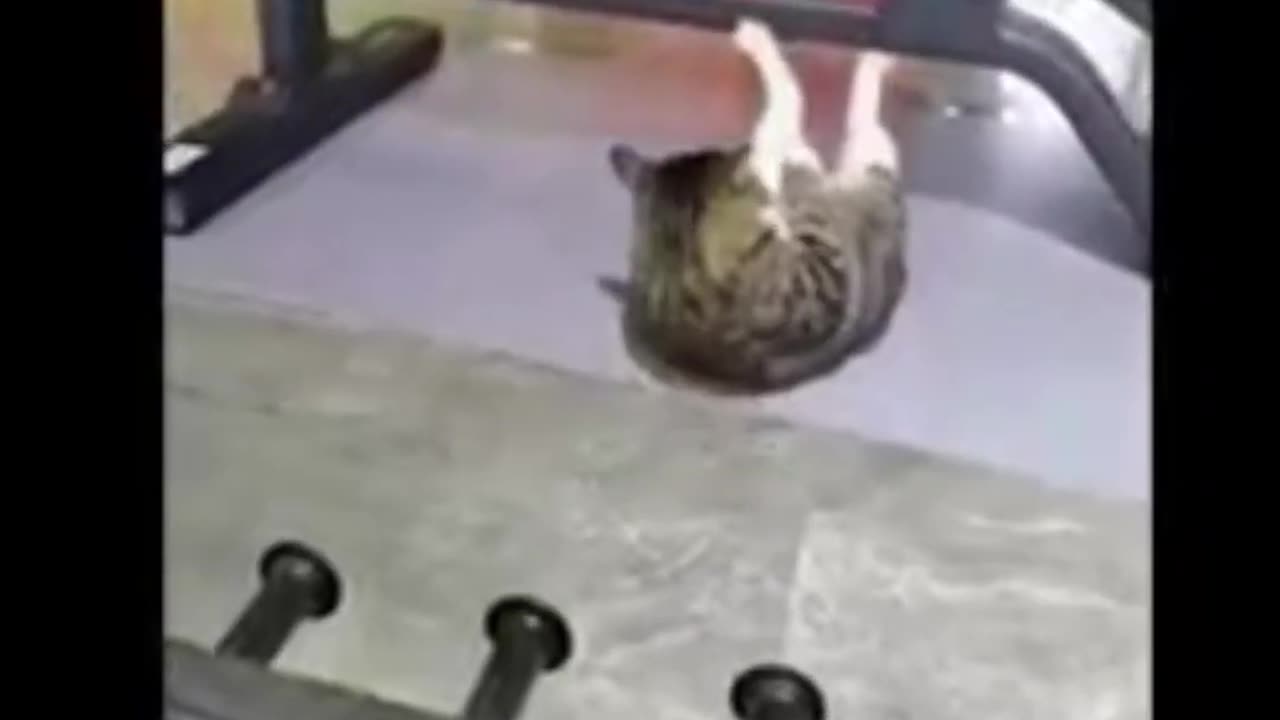 Cat and Dog funny video