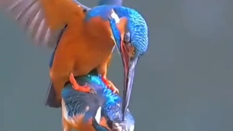 Love in the Air: An Intimate Moment Between Two Kingfishers #shorts #birds #nature
