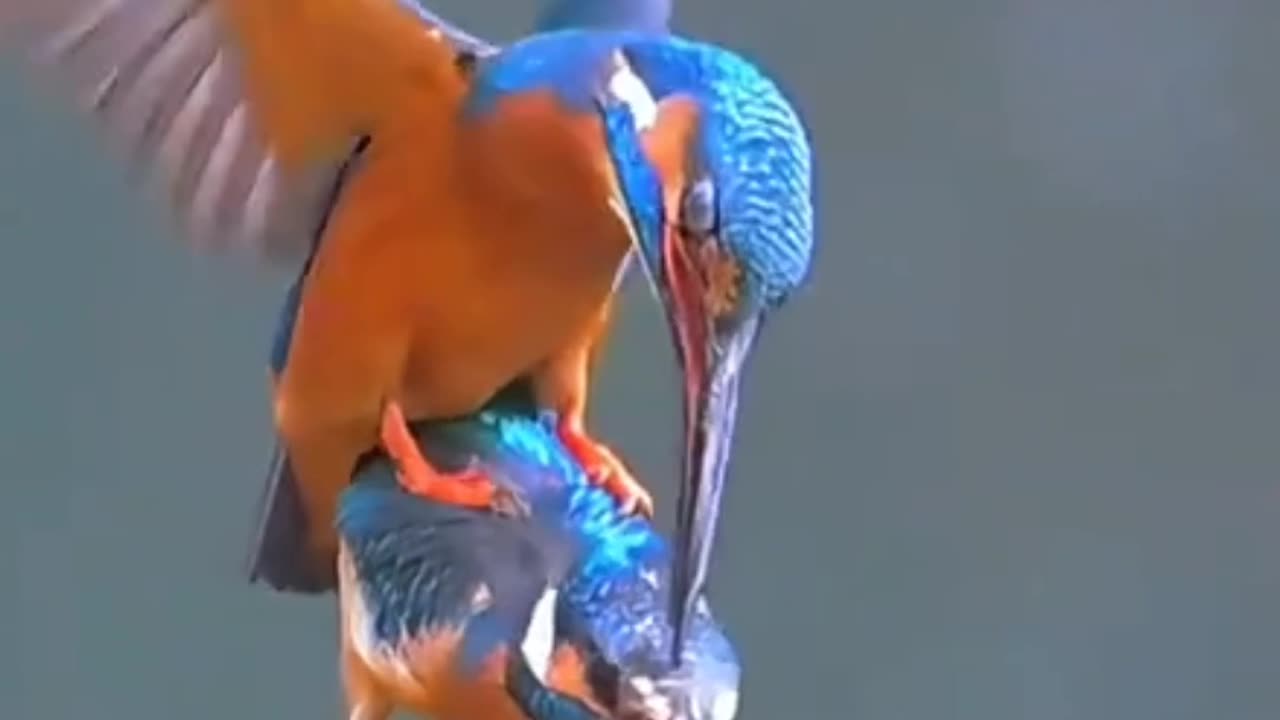 Love in the Air: An Intimate Moment Between Two Kingfishers #shorts #birds #nature