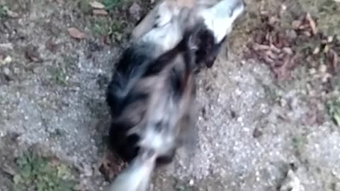 Dogroll
