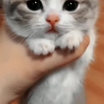 🤣Funny Animal Videos That Will Make You LOL 🤣