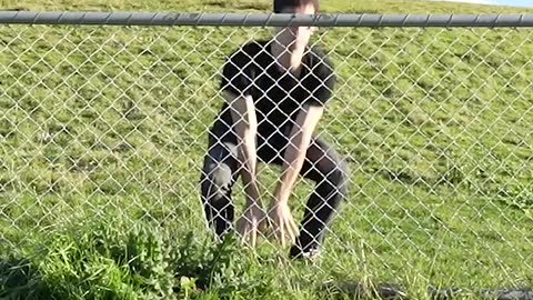 📹 How Animals Get Over a Fence (With Emojis) 😂