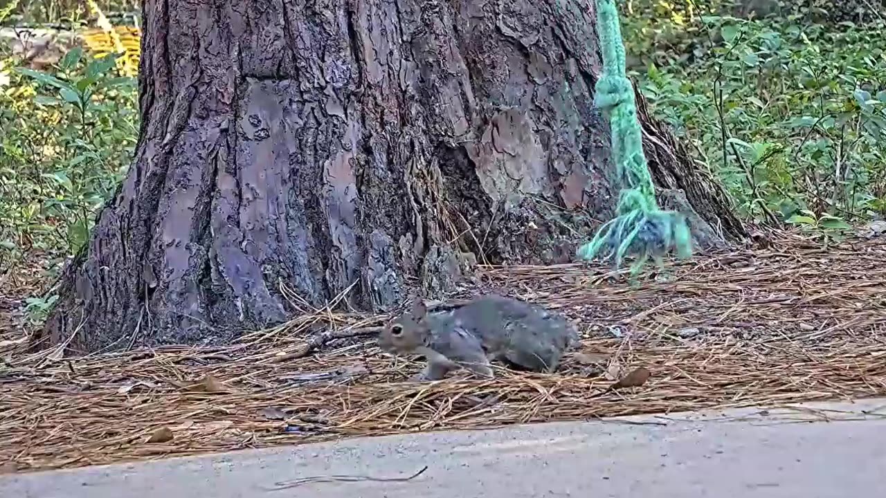 Fantastic bungee squirrel fun 🐿😁🤗