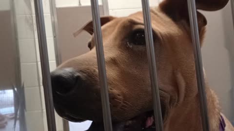 Penny-busy lady 5y A758266 Donzo-out back 2y A865456 kennel 214 harrys haven PACC shelter20250813485