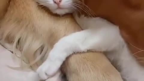 A lifetime of snuggle solidarity