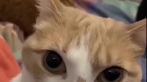 😂🐱😱 Cat Being a Jerk to Its Brother! | FunFM