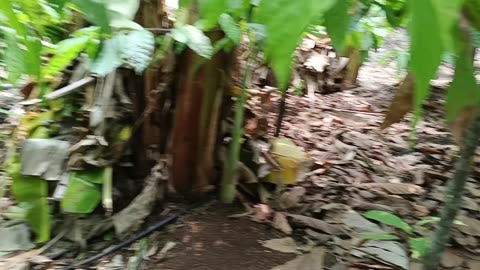 Cacao plantation Mae-On: 2025-05-10 09