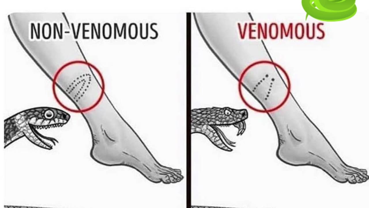 Venoumous and non venomous 🔥🍂❄🍁🌲