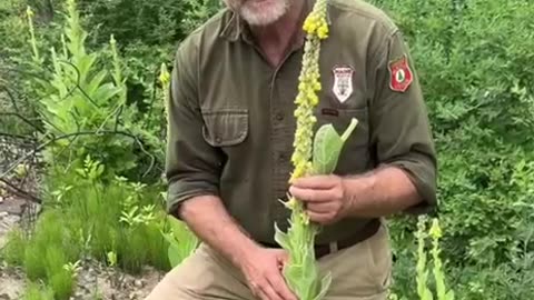 Mullein