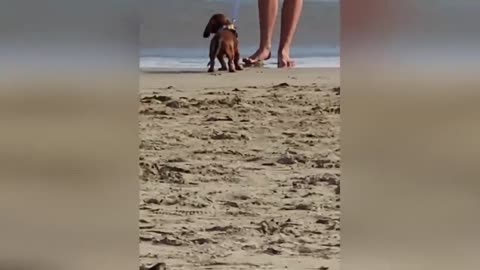 Funny animal videos