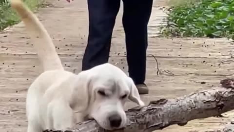 My Loyal Dog - FunkyPets4u #funkypets4u #pets #petvideos #dogvideos