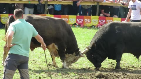 Grozni od Koalicije Kurcan vs Brizan od Selmana Kakanj 2025