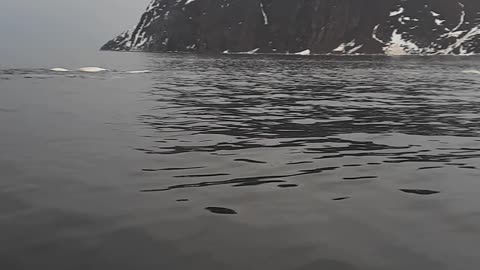 Pod of Beluga Whales