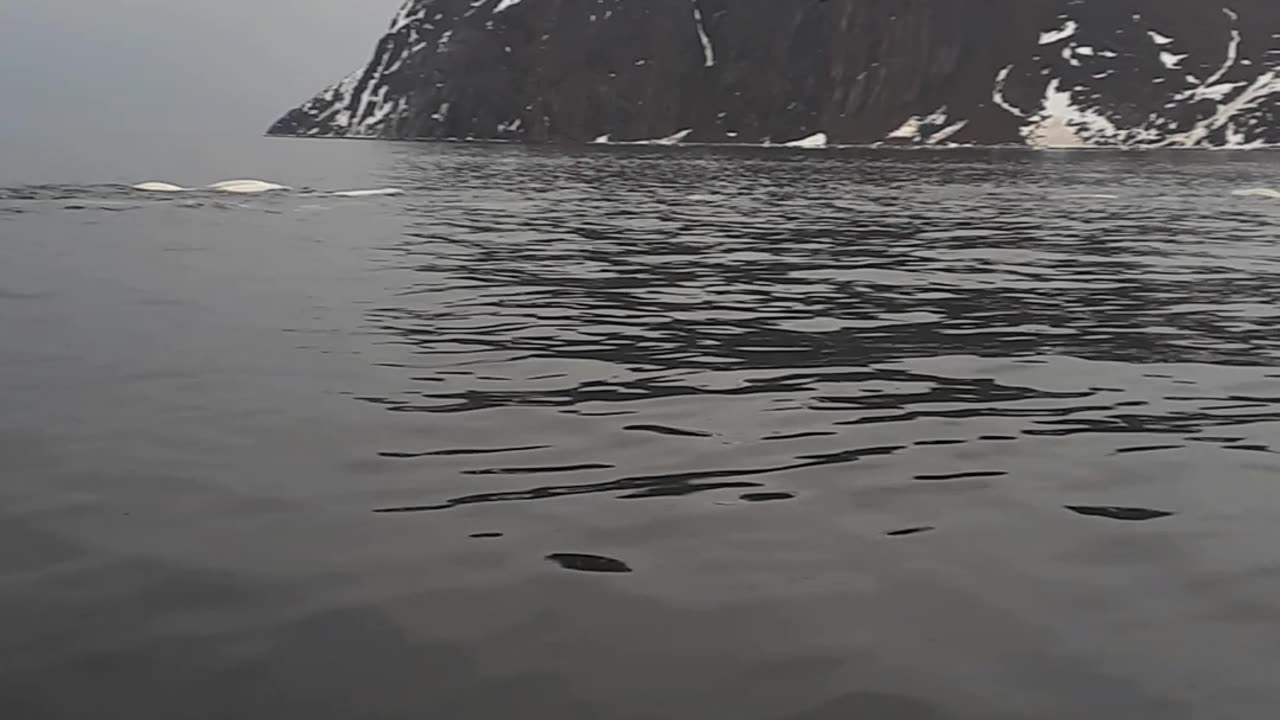 Pod of Beluga Whales
