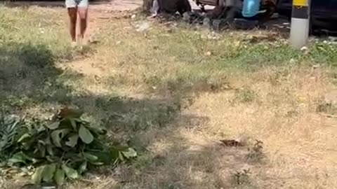 Funny Videos