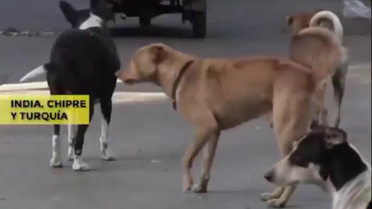 The best memory of 2020 was how animals returned to the streets while humans were in quarantine