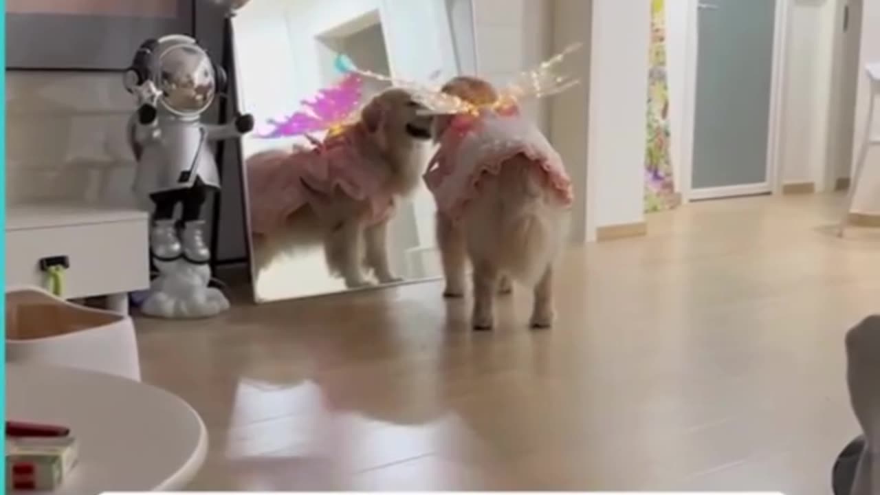 Engrave Dog Collar in the USA from CurliTail | Girl dog collar