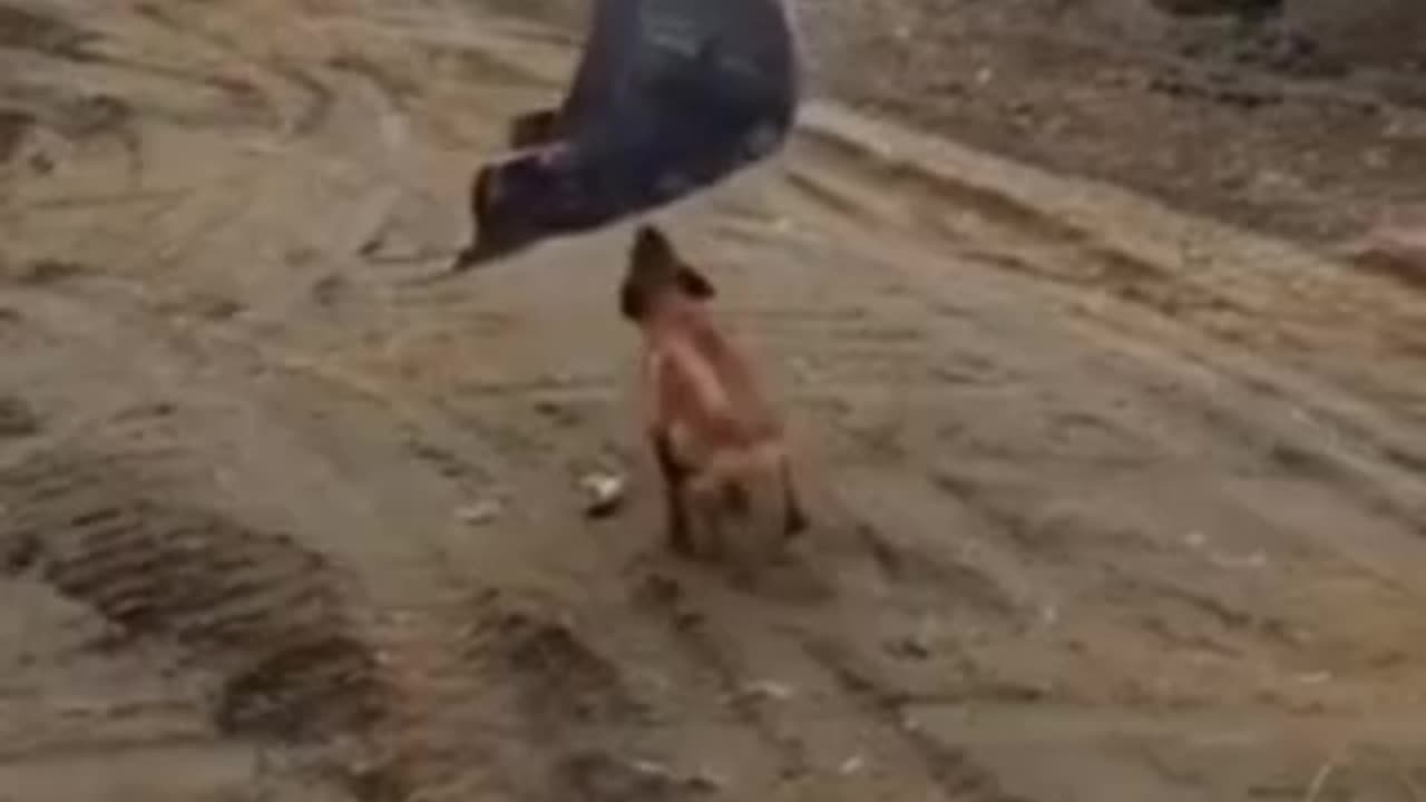 Funny 😂 video of dogs 🤣